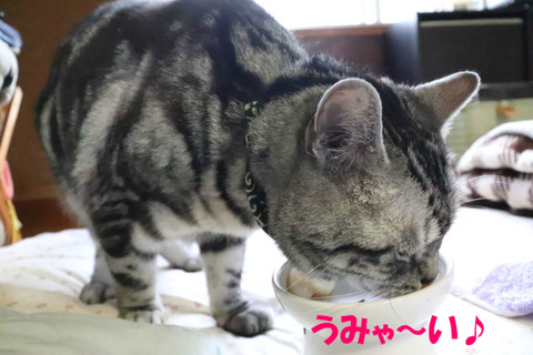 おいらのあいしゅ!