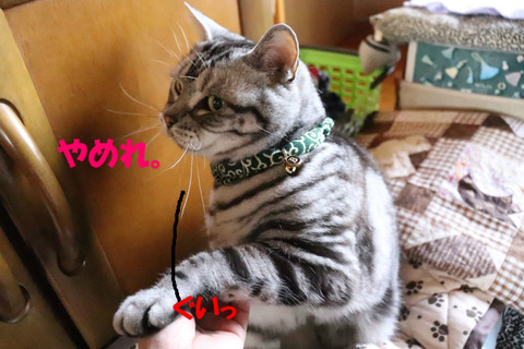 しゃわんな。