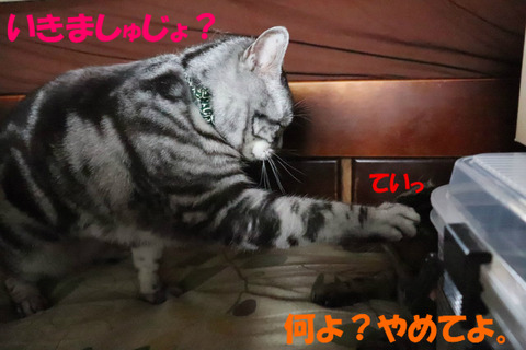 せーの!