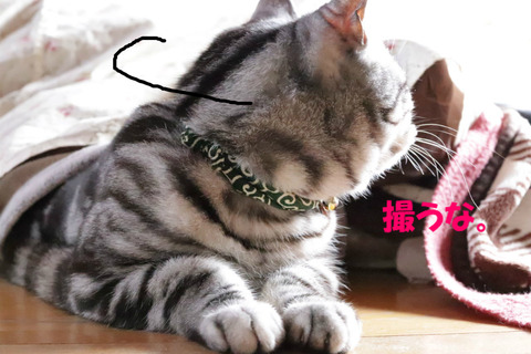 向くもんきゃ。