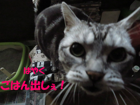 ここ開けれ~!