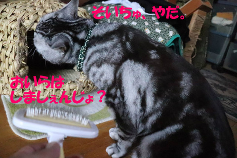 ぶらちなんて、しうもんきゃ。