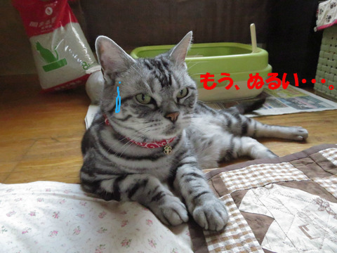 冷やっこくないでしゅとも。