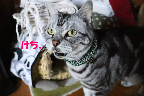 入りまちたのにっ。