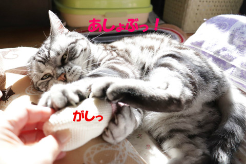 よこしぇ!