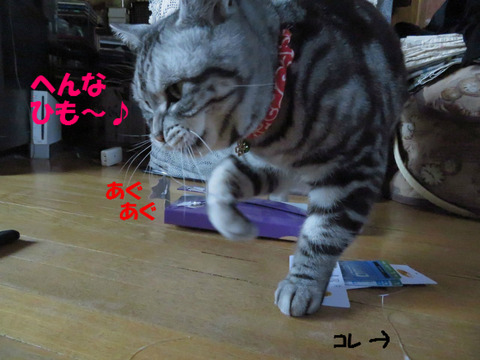 噛みゅ~!