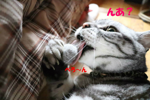 ここにありましゅじょ?