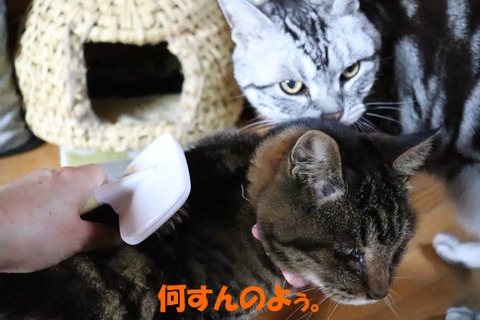 うわ~、ぶらちちてう~。