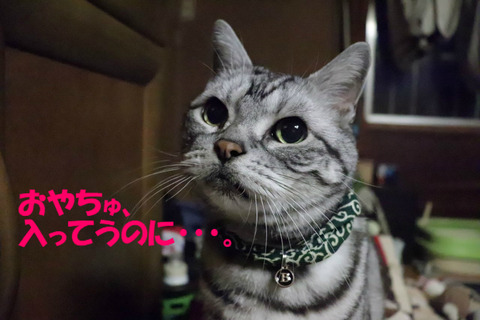 おいら、知ってうのに。