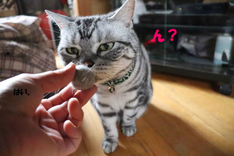 なんでしゅかの?