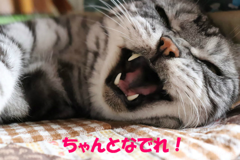 やめうな!