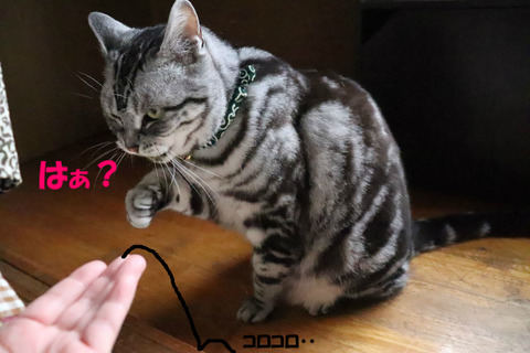 なんでしゅかの~?