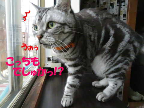 しゅげぇ!