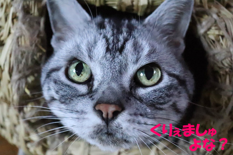 やくしょくでしゅじょ?