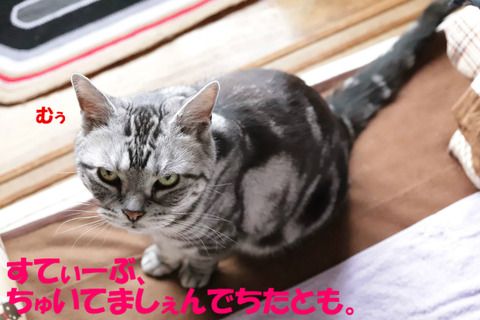 せっかく行きまちたのにっ。