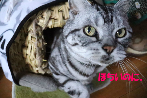 んもぅっ。
