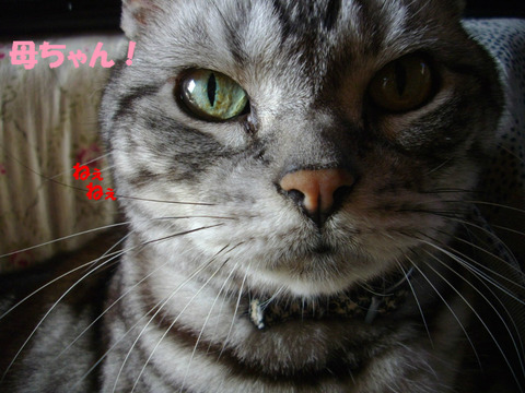 BlogPaint