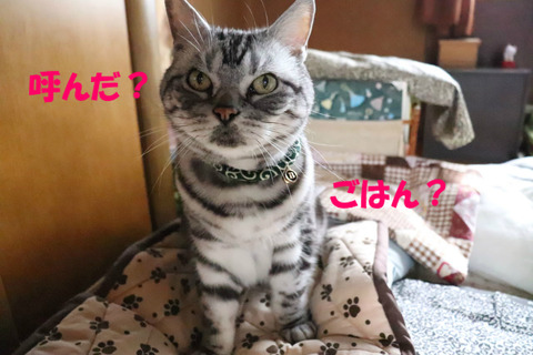 来まちた。