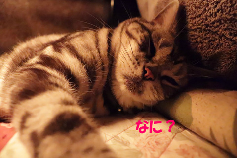 めくりゅな。