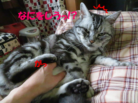 BlogPaint