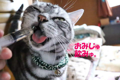 うん。飲ませれ。