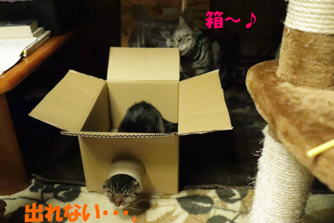 開きまちたじょ?
