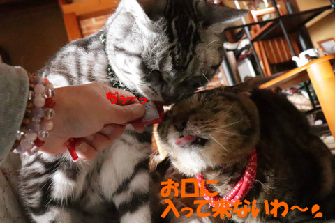 おいらの~♪