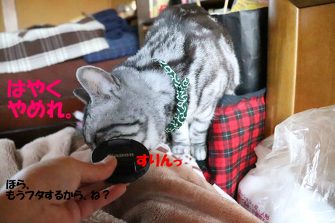 かめりゃ、やだ。