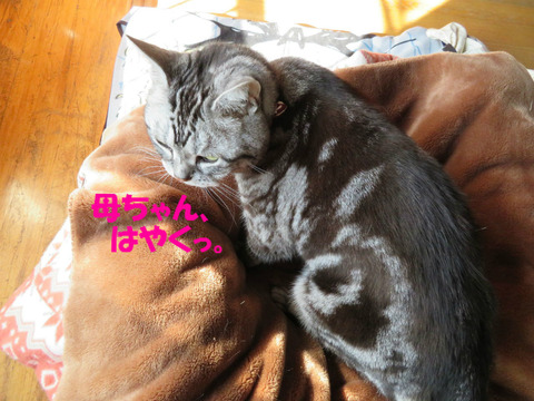 愛でれ。
