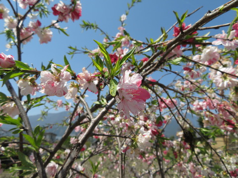枝垂れの花桃?