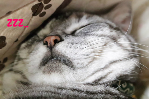 zzz