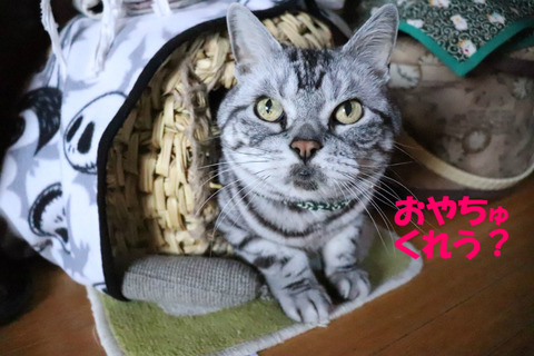 ねぇ。