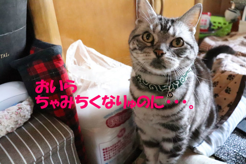 ひどいでしゅとも。