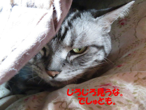 めくうのもダメでしゅじょ。