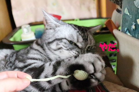 わたしゅもんきゃ。
