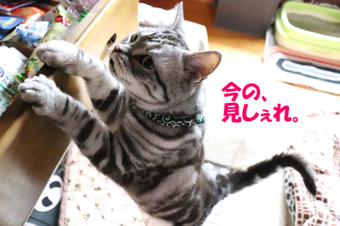 ねぇ。