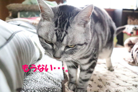 ちゅいか、1こ?