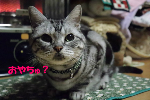 くれうでしゅか?