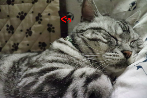 zzz