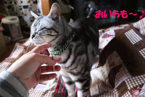おひうねしう~。