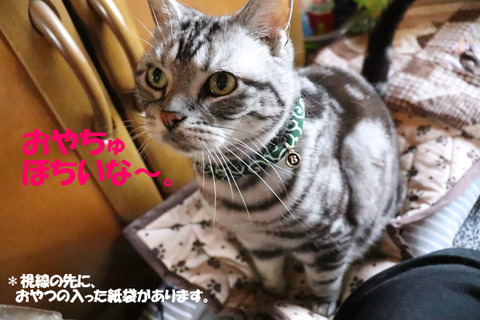 あしょこにありゅ。