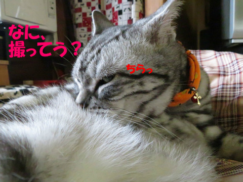 BlogPaint