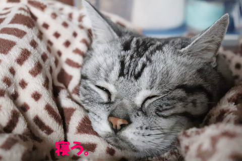 おやしゅみでしゅとも。