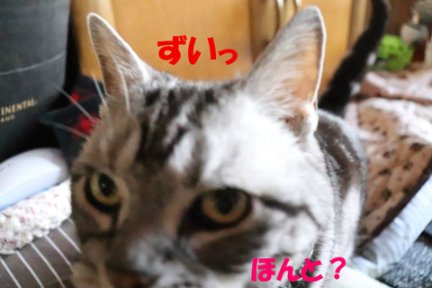 うそじゃないでしゅな?