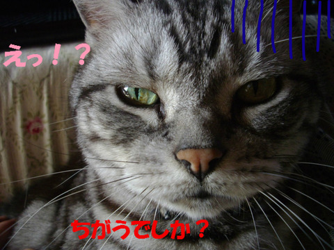 BlogPaint