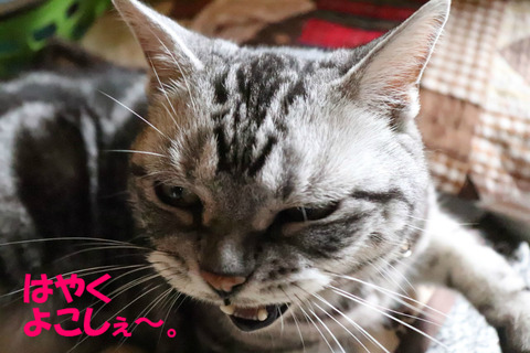 ごはん~。