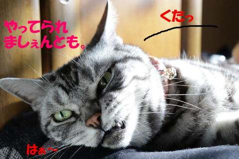 (´Д`;)ハァ…