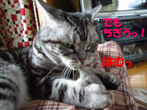 このやろー!
