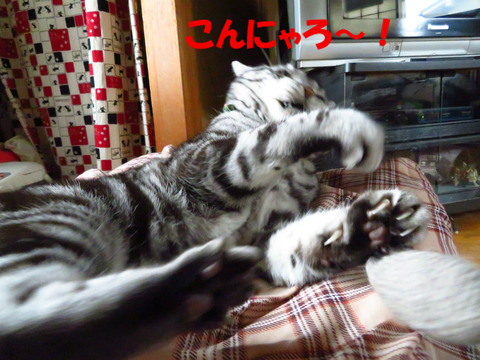 とりゃっ!