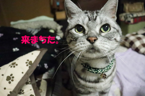おひじゃ、いいでしゅよな?